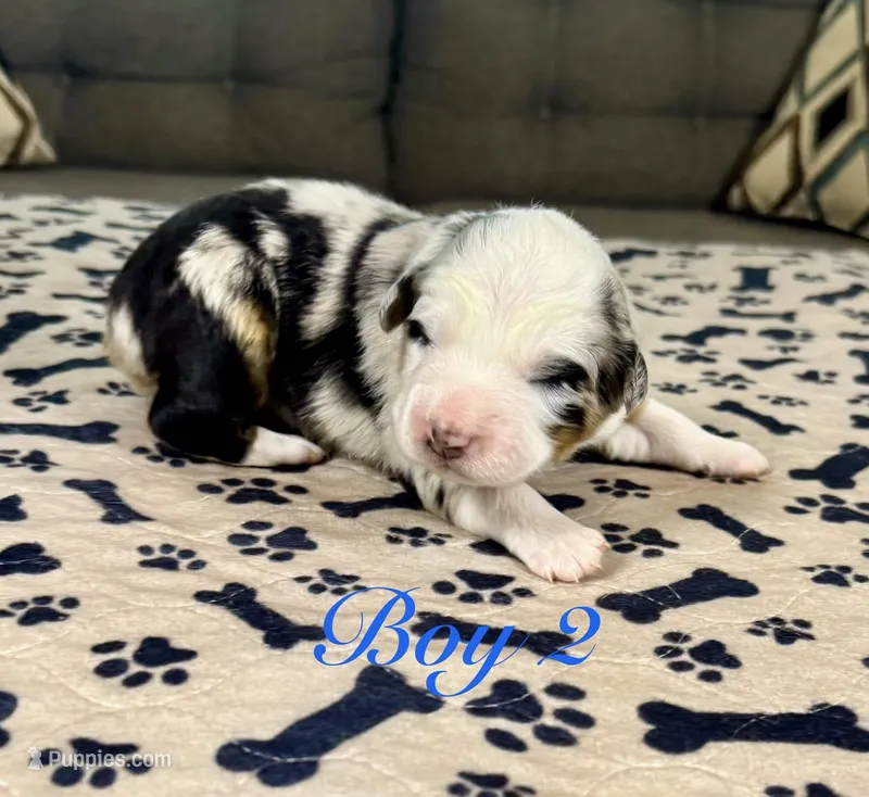 Boy 2 – Australian Shepherd puppy for sale in Salisbury, NC
