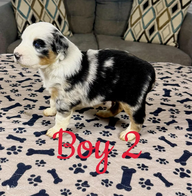 Boy 2 – Australian Shepherd puppy for sale in Salisbury, NC
