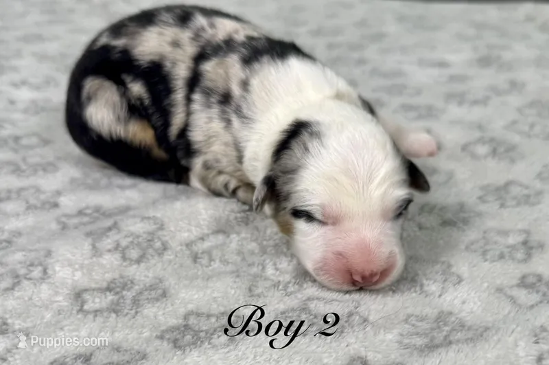 Boy 2 – Australian Shepherd puppy for sale in Salisbury, NC