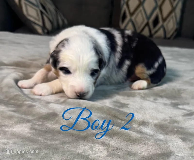 Boy 2 – Australian Shepherd puppy for sale in Salisbury, NC