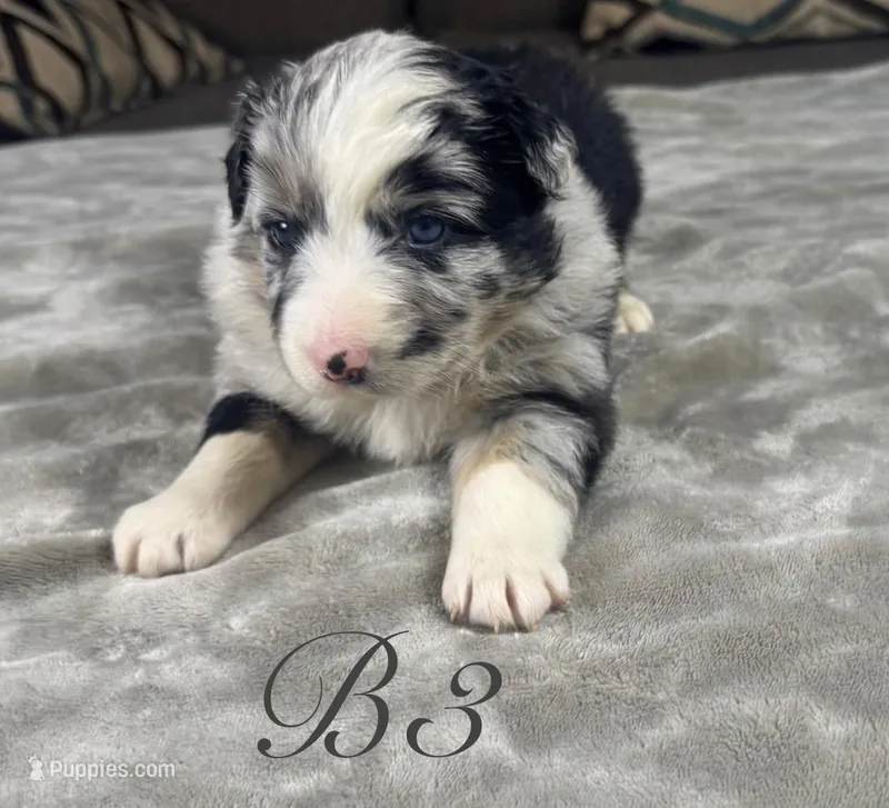 Boy 3 – Australian Shepherd puppy for sale in Salisbury, NC