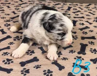 Boy 3, a male Australian Shepherd for sale in Salisbury, NC – Photo 3 of 3