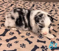 Boy 3, a male Australian Shepherd for sale in Salisbury, NC – Photo 2 of 3