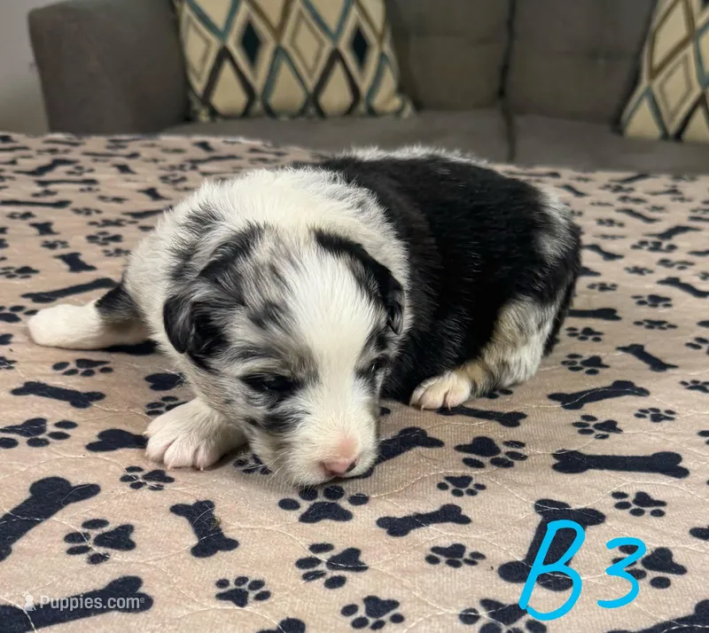 Boy 3 – Australian Shepherd puppy for sale in Salisbury, NC
