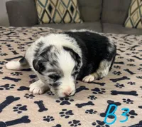 Boy 3, a male Australian Shepherd for sale in Salisbury, NC – Photo 1 of 3