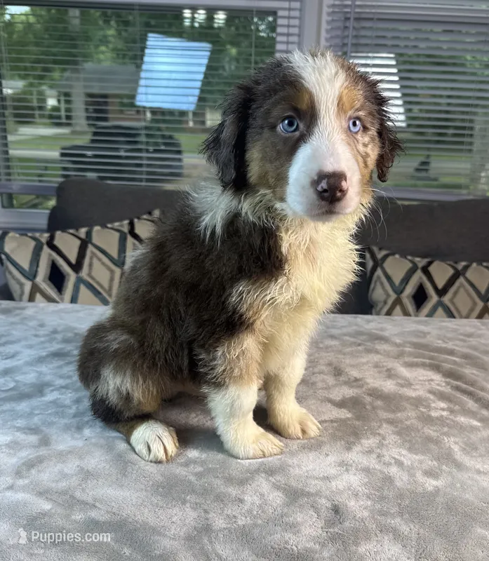 Boy 3  – Australian Shepherd puppy for sale in Salisbury, NC