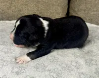 Boy Three, a male Australian Shepherd for sale in Salisbury, NC – 3 of 3