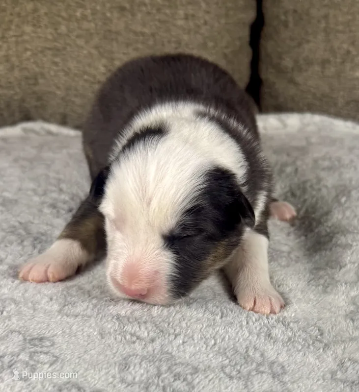 Boy Two – Australian Shepherd puppy for sale in Salisbury, NC