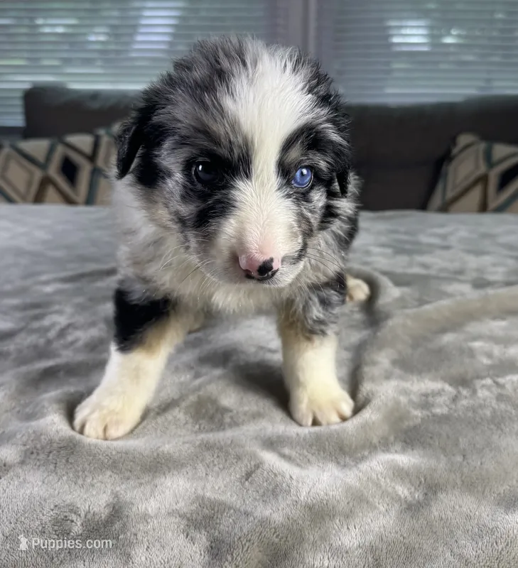 Boy 3 – Australian Shepherd puppy for sale in Salisbury, NC