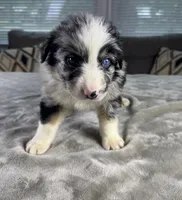 Boy 3, a male Australian Shepherd for sale in Salisbury, NC – 1 of 3