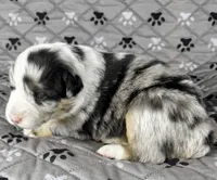 Girl One, a female Australian Shepherd for sale in Salisbury, NC – 2 of 6