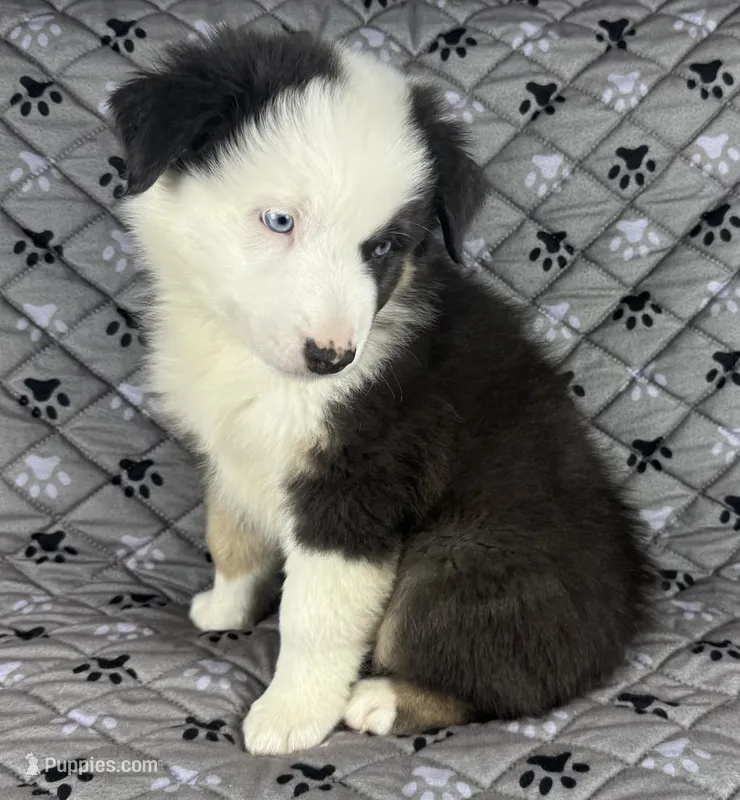 Boy Two – Australian Shepherd puppy for sale in Salisbury, NC