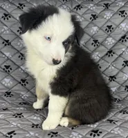 Boy Two, a male Australian Shepherd for sale in Salisbury, NC – 1 of 10
