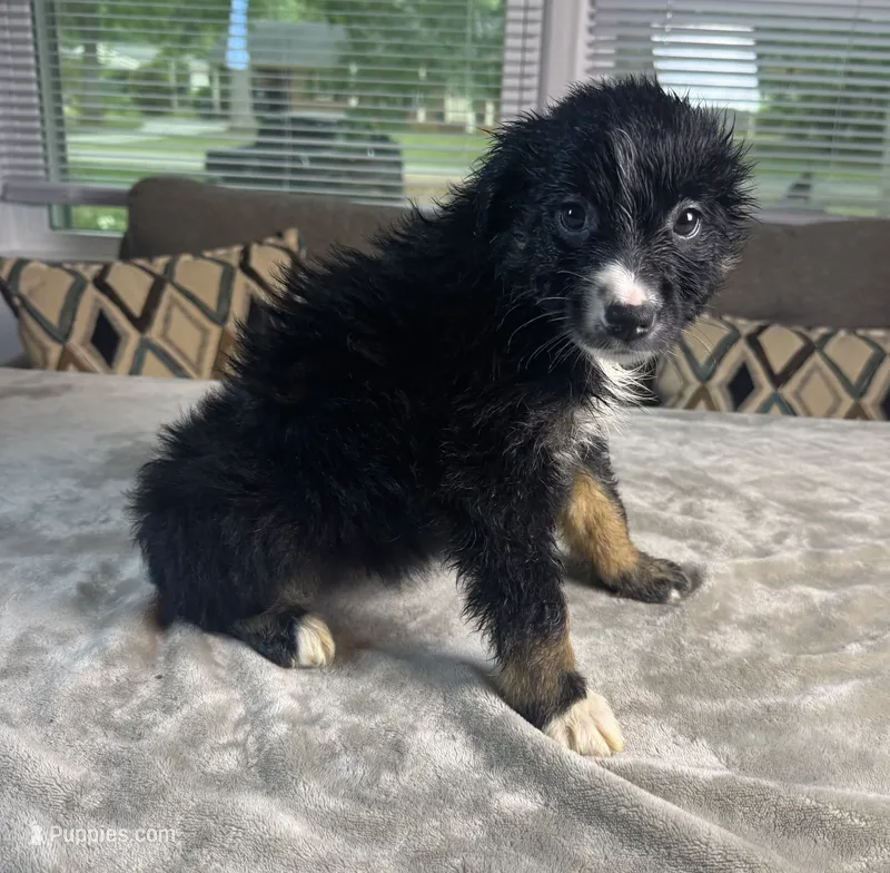 Girl 6 – Australian Shepherd puppy for sale in Salisbury, NC
