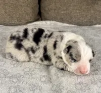 Boy 4, a male Australian Shepherd for sale in Salisbury, NC – 2 of 3