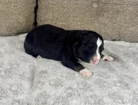 Boy Three, a male Australian Shepherd for sale in Salisbury, NC – 2 of 3