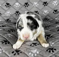 Girl One, a female Australian Shepherd for sale in Salisbury, NC – 1 of 6