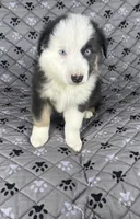 Boy Two, a male Australian Shepherd for sale in Salisbury, NC – 3 of 10
