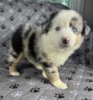 Girl Two, a female Australian Shepherd and Miniature Australian Shepherd for sale in Salisbury, NC – 6 of 10