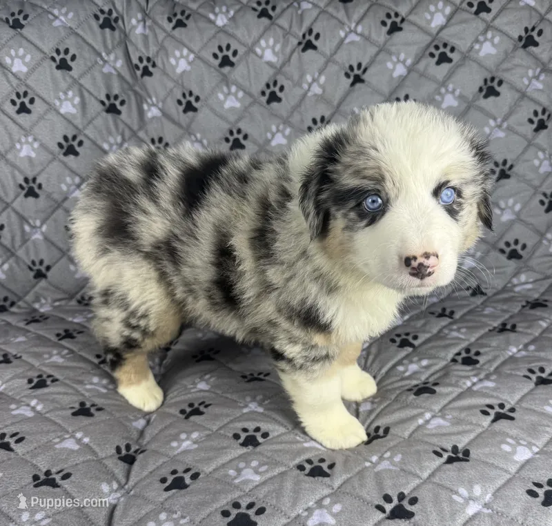 Boy Four – Australian Shepherd puppy for sale in Salisbury, NC