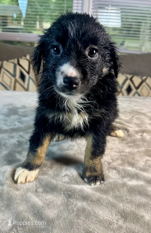 Girl 6 – Australian Shepherd puppy for sale in Salisbury, NC