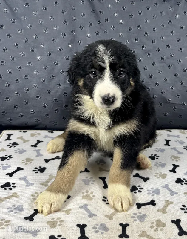 Girl 4 – Australian Shepherd puppy for sale in Salisbury, NC