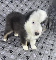 Boy Two, a male Australian Shepherd for sale in Salisbury, NC – 2 of 10