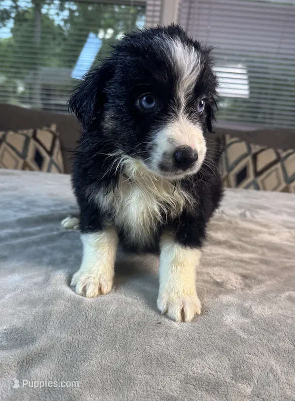Girl 2 – Australian Shepherd puppy for sale in Salisbury, NC