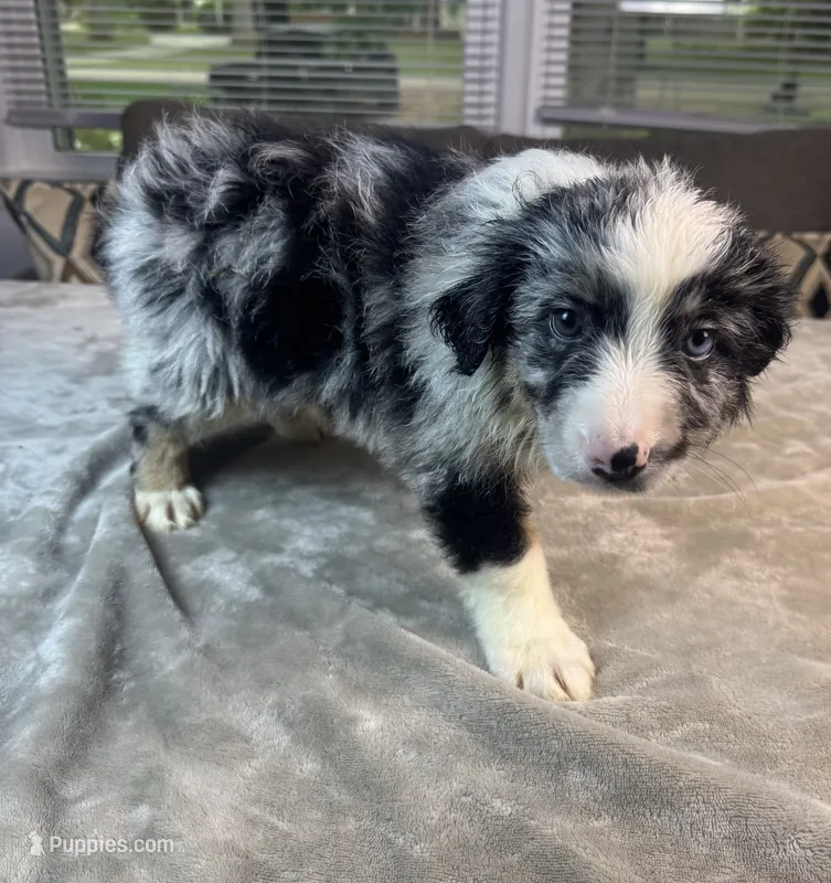 Boy 3 – Australian Shepherd puppy for sale in Salisbury, NC