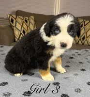 Girl 3, a female Australian Shepherd for sale in Salisbury, NC – 3 of 10