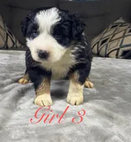 Girl 3, a female Australian Shepherd for sale in Salisbury, NC – 4 of 10