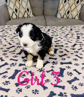 Girl 3, a female Australian Shepherd for sale in Salisbury, NC – 6 of 10