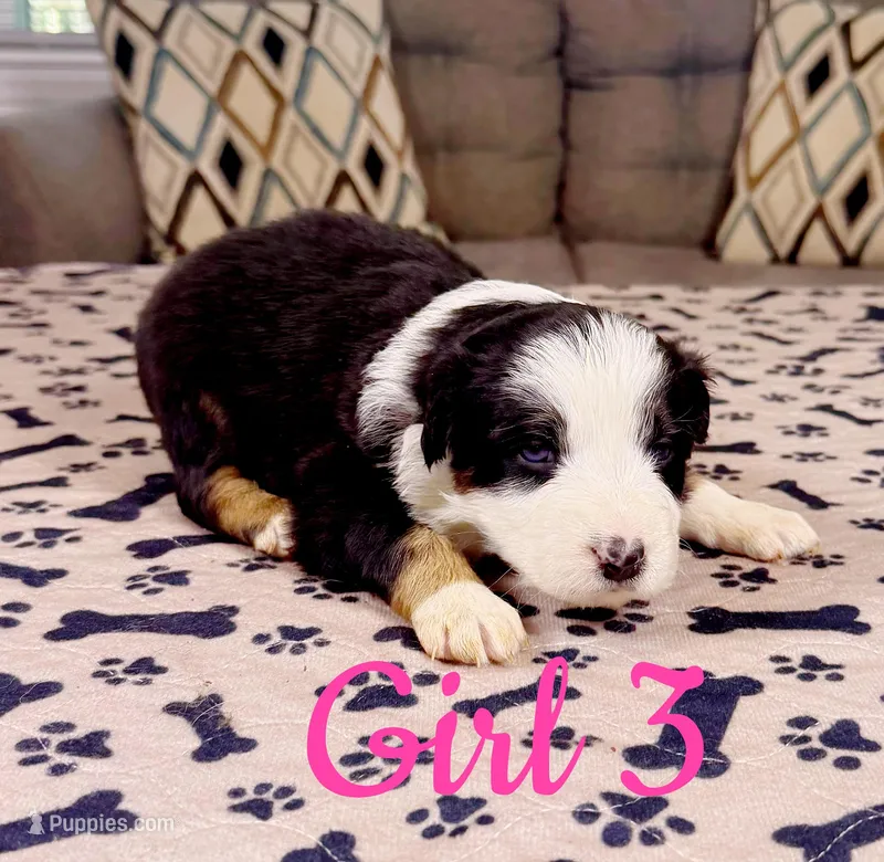 Girl 3 – Australian Shepherd puppy for sale in Salisbury, NC