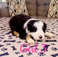 Girl 3, a female Australian Shepherd for sale in Salisbury, NC – 5 of 10