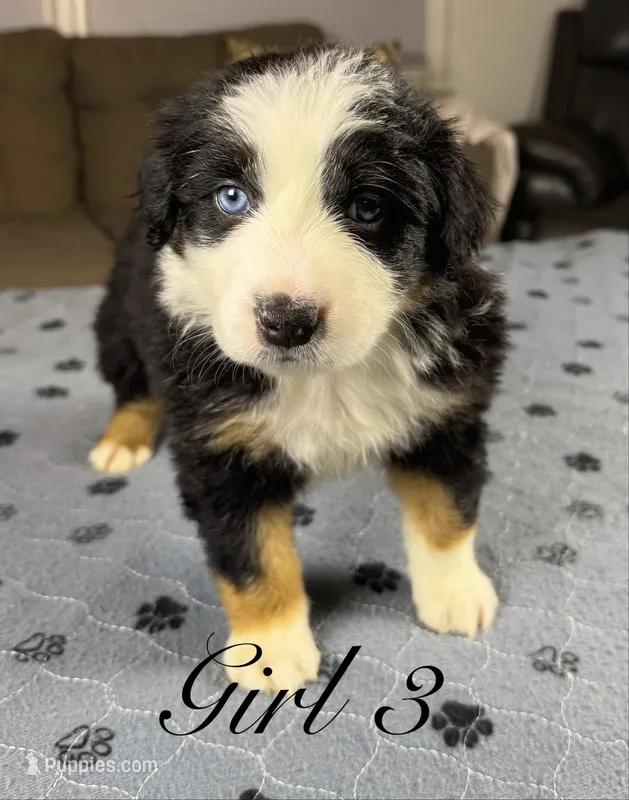 Girl 3 – Australian Shepherd puppy for sale in Salisbury, NC