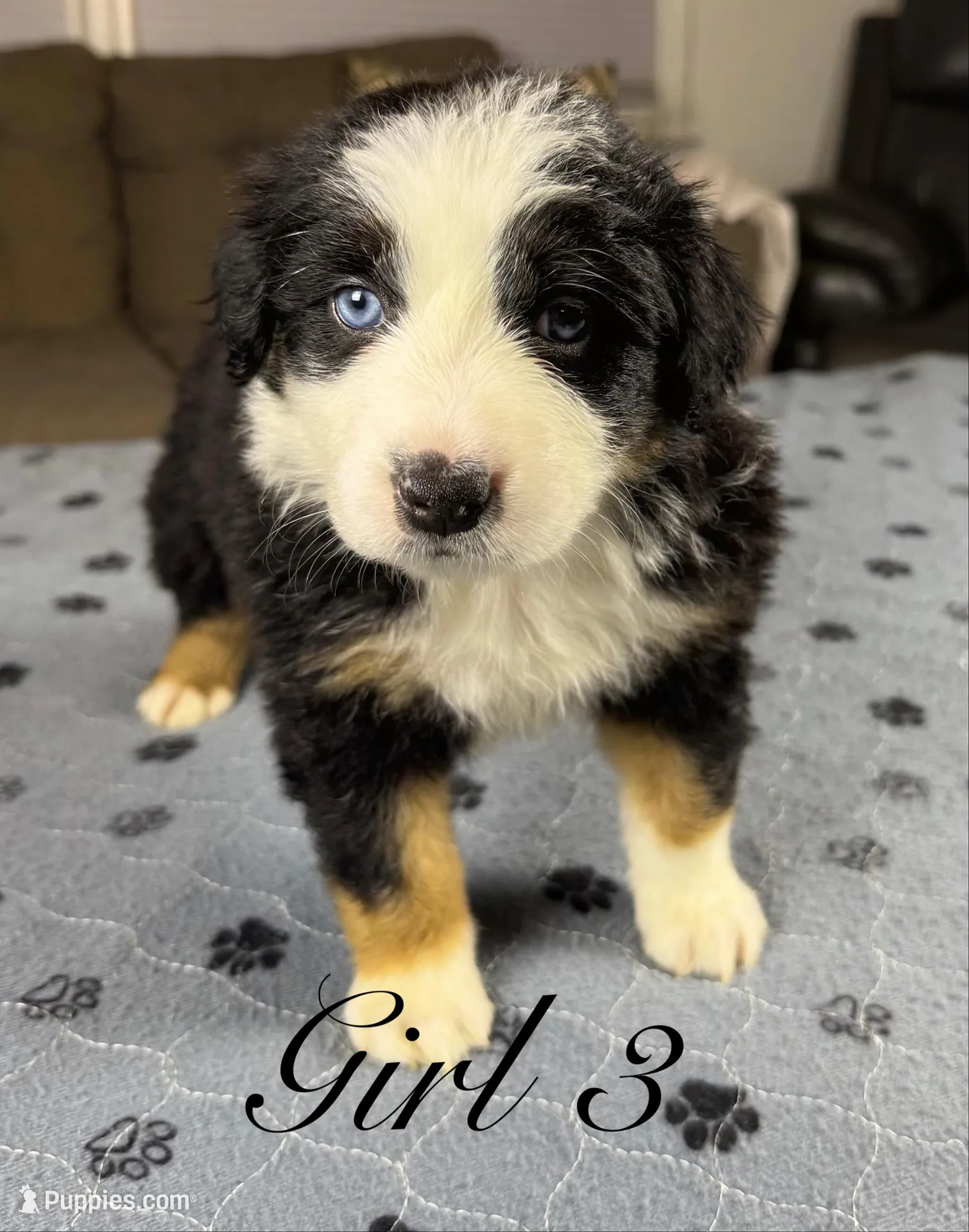 Girl 3, a female Australian Shepherd for sale in Salisbury, NC – 1 of 10