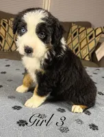 Girl 3, a female Australian Shepherd for sale in Salisbury, NC – 2 of 10