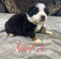 Girl 3, a female Australian Shepherd for sale in Salisbury, NC – 8 of 10