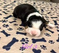 Girl 3, a female Australian Shepherd for sale in Salisbury, NC – 9 of 10