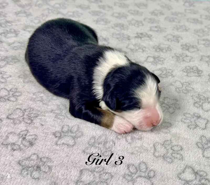 Girl 3 – Australian Shepherd puppy for sale in Salisbury, NC