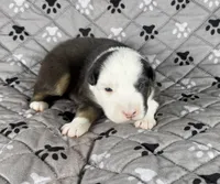Boy Two, a male Australian Shepherd for sale in Salisbury, NC – 9 of 10