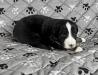 Boy One, a male Australian Shepherd for sale in Salisbury, NC – 8 of 9