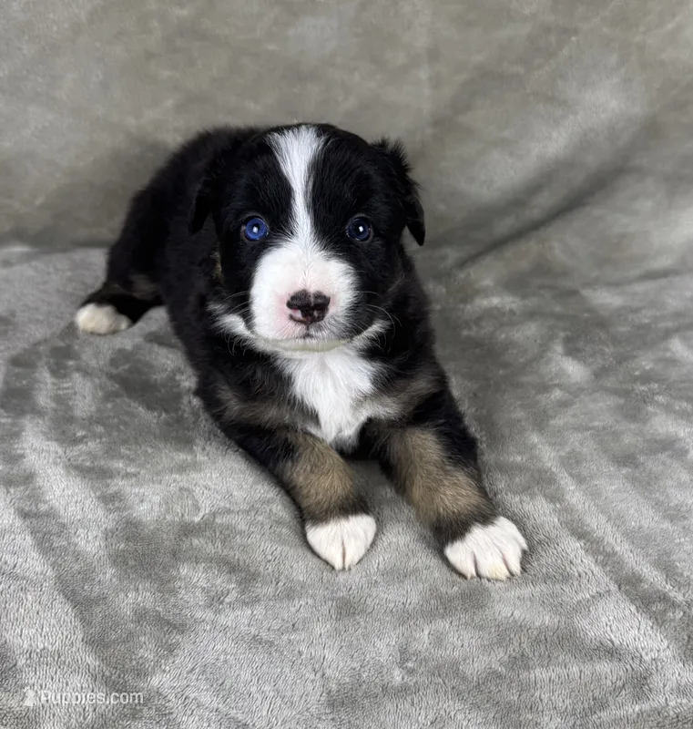 Boy One – Australian Shepherd puppy for sale in Salisbury, NC