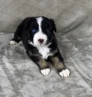 Boy One, a male Australian Shepherd for sale in Salisbury, NC – 1 of 9