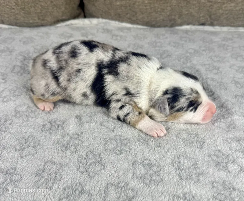 Girl One – Australian Shepherd puppy for sale in Salisbury, NC