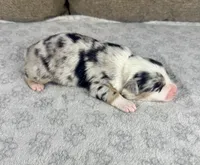 Girl One, a female Australian Shepherd for sale in Salisbury, NC – 1 of 3