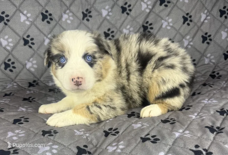Boy Four – Australian Shepherd puppy for sale in Salisbury, NC