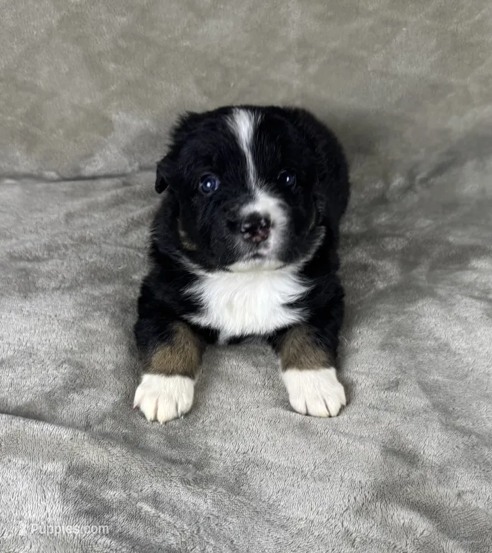 Boy Three – Australian Shepherd puppy for sale in Salisbury, NC
