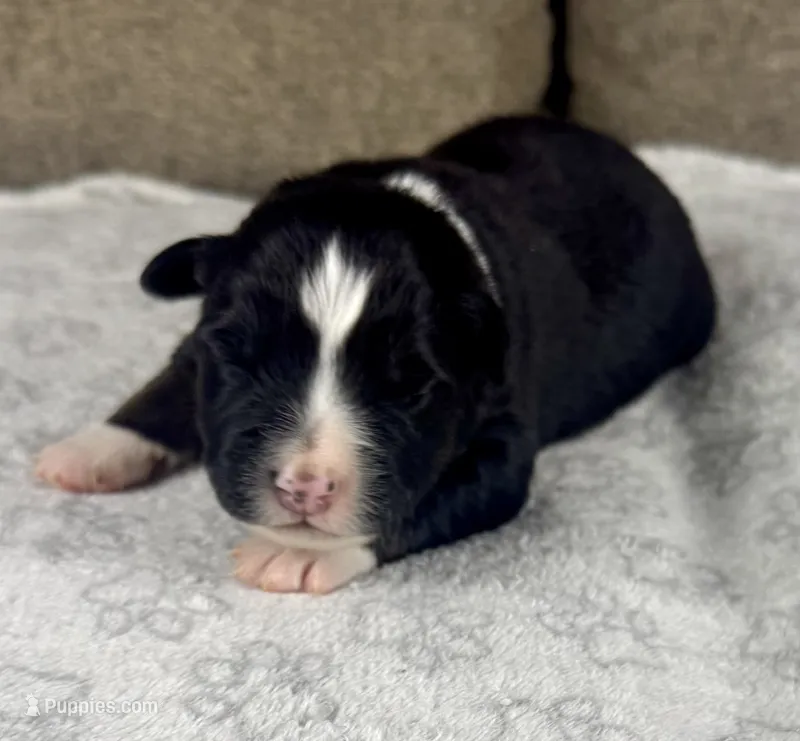 Boy Three – Australian Shepherd puppy for sale in Salisbury, NC