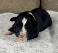 Boy Three, a male Australian Shepherd for sale in Salisbury, NC – 1 of 3